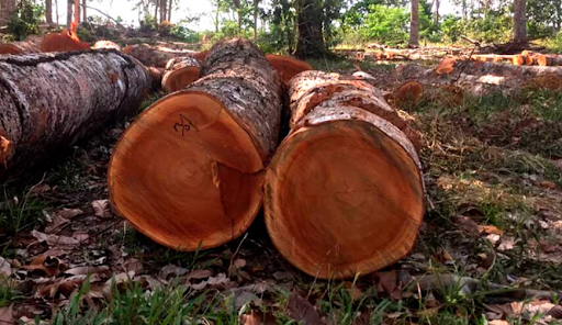 Toras de mogno africano cortadas, com o cerne avermelhado à mostra